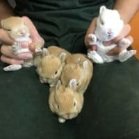 ウサギ、モルモット、スナネズミ、ハムスターの赤ちゃん＆ピンシャー？