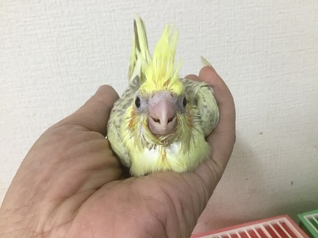 オカメインコのヒナと文鳥のヒナ！！ | 神奈川県のペットショップです！
