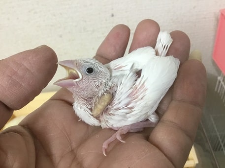 オカメインコのヒナと文鳥のヒナ！！ | 神奈川県のペットショップです！