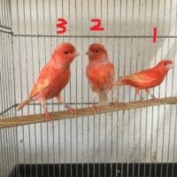 育ってきたカエル達他と赤カナリアのユーフク！