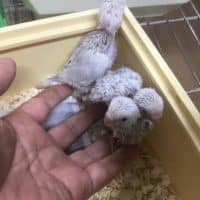 ライラック残り3羽です！！