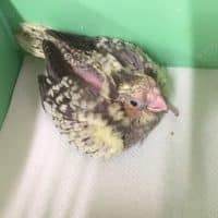 今週入荷のセキセイのヒナとかオカメのヒナとか・・