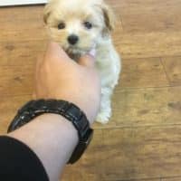 マルプー君（マルチーズ×トイプードル）ご降臨！