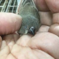 今週のセキセイインコのヒナ！