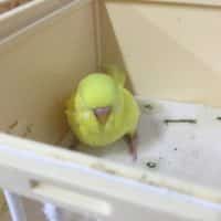 ジャンボセキセイインコのヒナ！