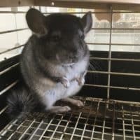 チンチラの入荷とモルモット離乳終了！