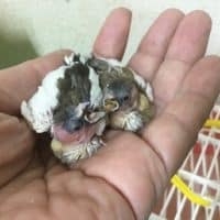 十姉妹・桜文鳥・セキセイ・コザクラのヒナ達！