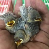 ヒナが続々と・・・。