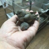 明けましたんでおめでとうございます！