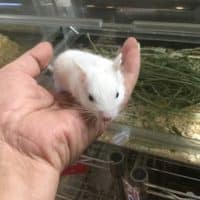 青いデグーと白いデグー！！