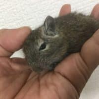 デグーは大きくなりました！