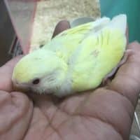 セキセイと文鳥と小桜のヒナ！