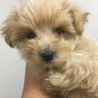 お持ち帰りOKのマルプー君！