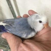 コザクラインコのヒナが来ました！！