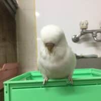 ジャンボセキセイインコ君！