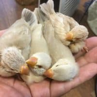 来ましたよ～クリーム文鳥のヒナ！！