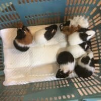 モルモット祭り開催？