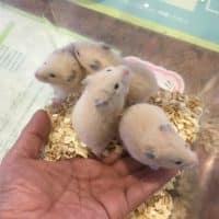 セキセイインコとハムスターと・・・