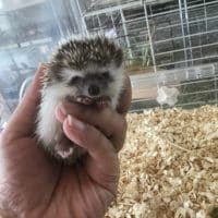 ハリネズミベビーとハムスター軍団！