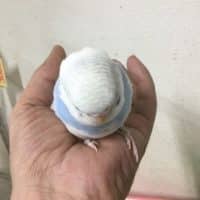 綺麗なジャンボセキセイと触られ好きなジャンボセキセイ他？