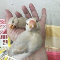 入荷したセキセイのヒナとジャンボジャービル！！