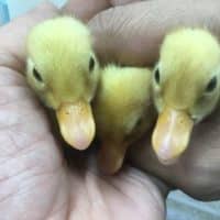 コールダックのヒナ（ホワイト）が来ましたよ！